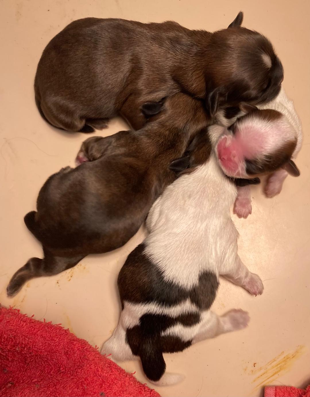 2026bbshougroupenaiss